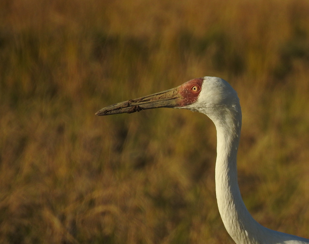 Siberian Crane portrait © Mark Brazil